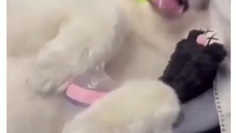 Cute dog funny videos