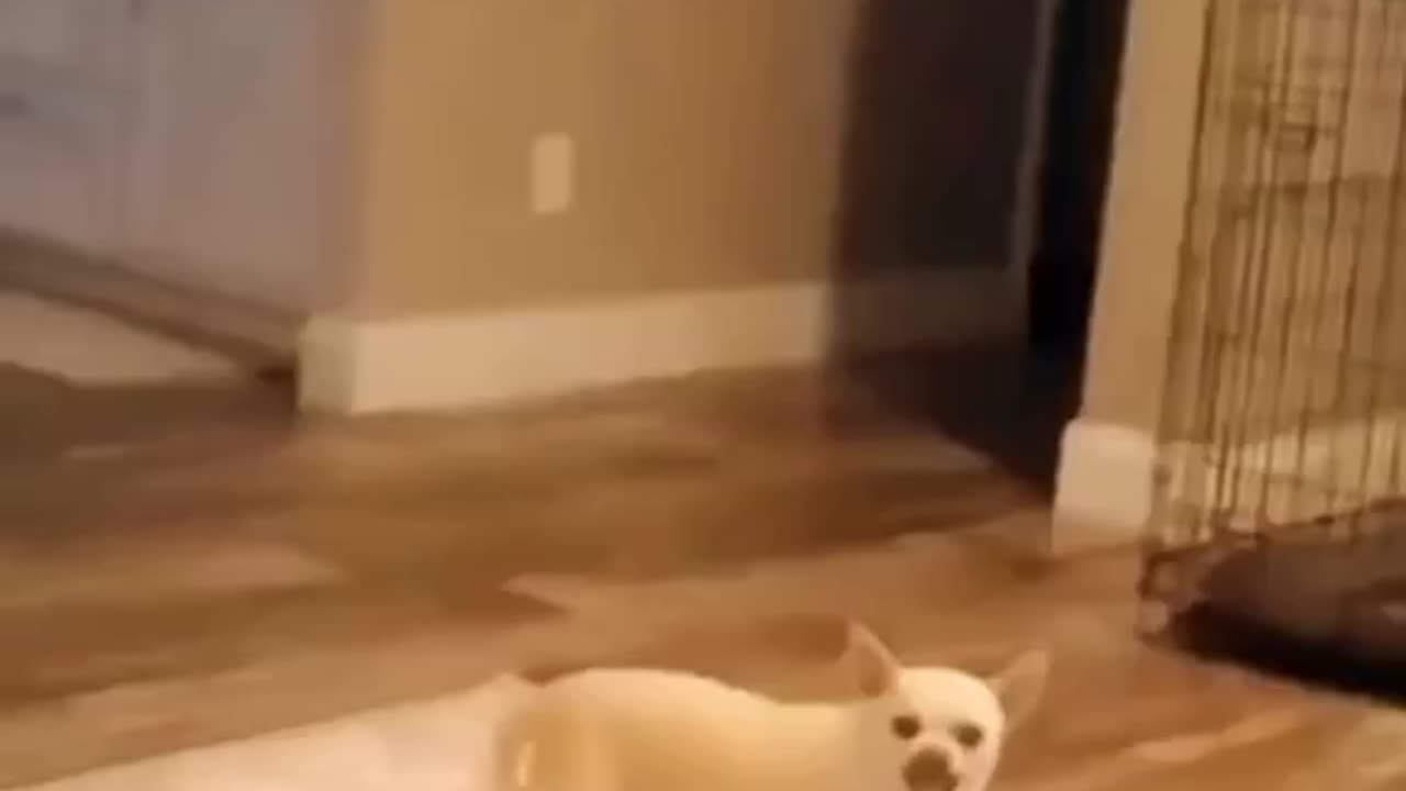 You may not have seen such feats of pets.😲😲