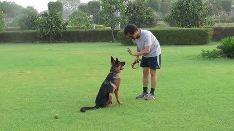 best german shepherd puppy training