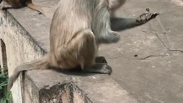 funny monkey