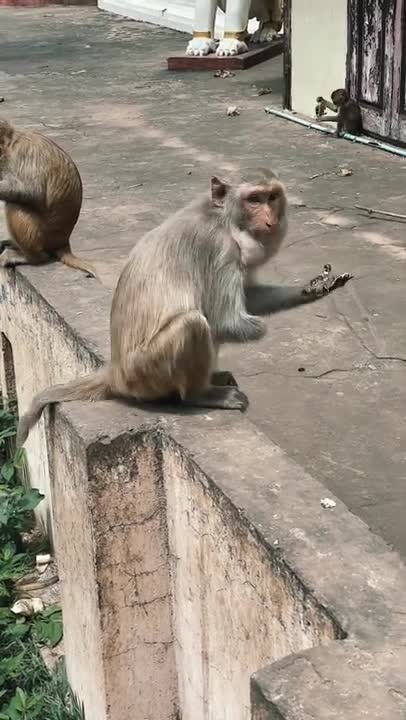 funny monkey