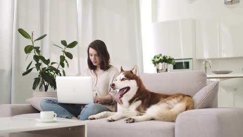 Adorable Husky Dog Watching Owner Working