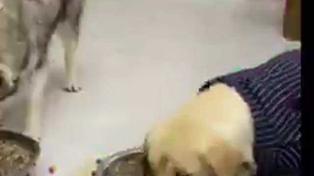 Dog is love all frinds