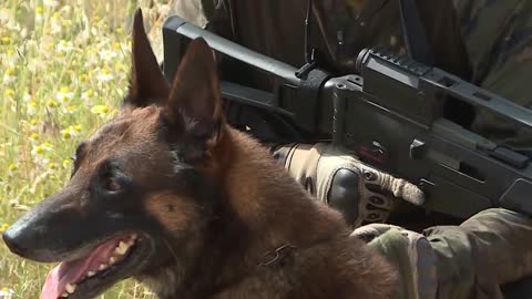 Perro Paracaidista