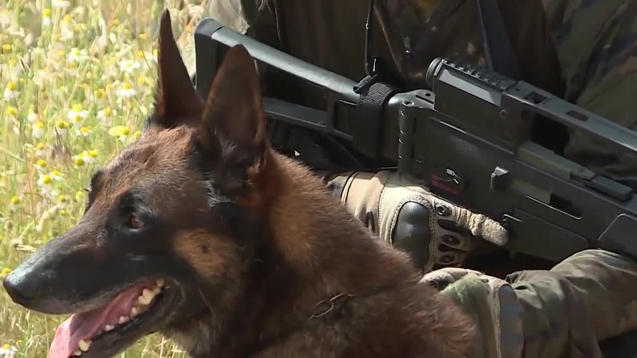 Perro Paracaidista