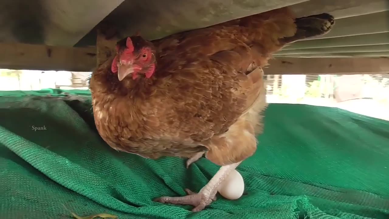 Hen- Laying an Egg