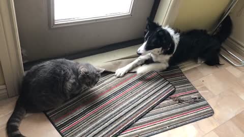 reason why my cat don't like my dog
