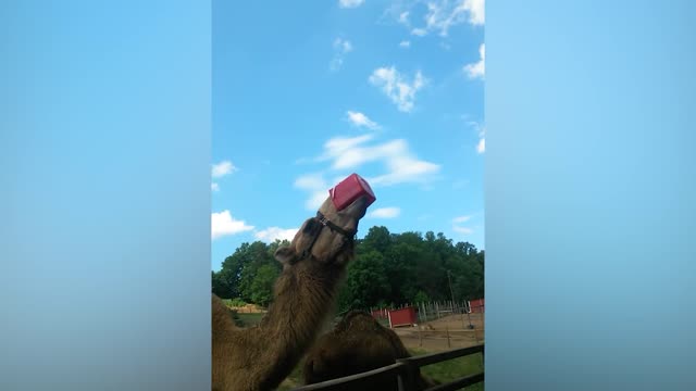 -LAUGH Funny Weekend At The Zoo LAUGH TRIGGER_