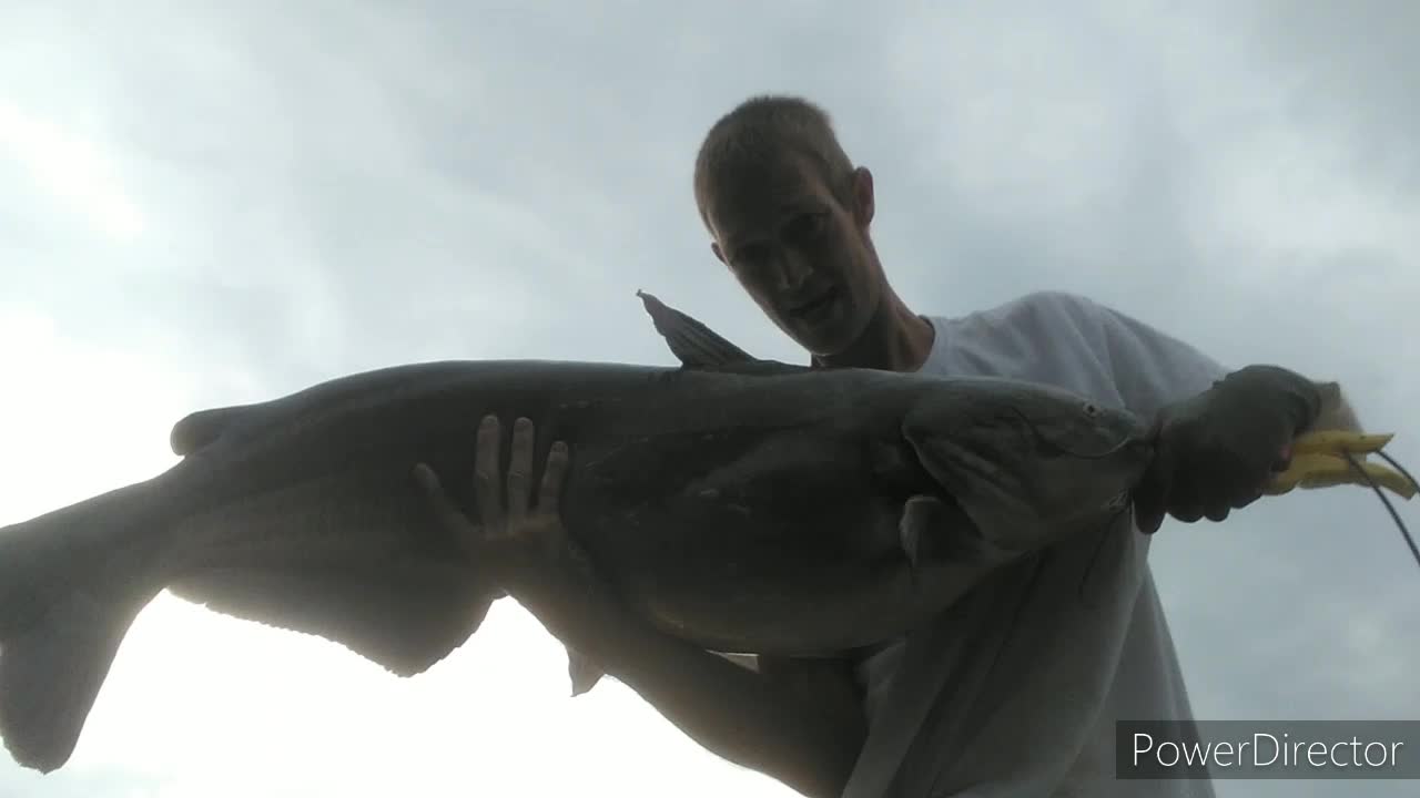 36lb. Blue catfish