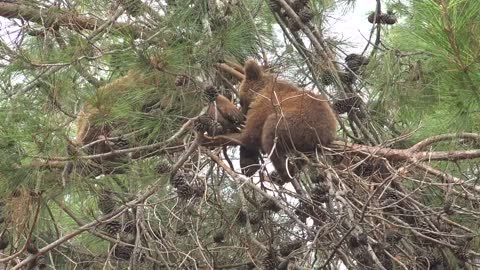 Bear cub in the top of the tree