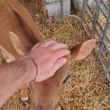 Baby cows at the milkshake farm #1