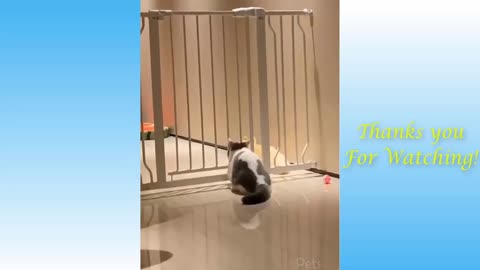 Cute and Funny Animals video Reel