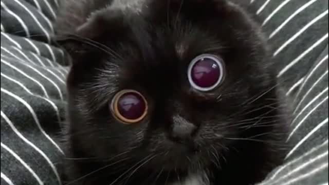 Its two eyes are different colors. Have you seen them?
