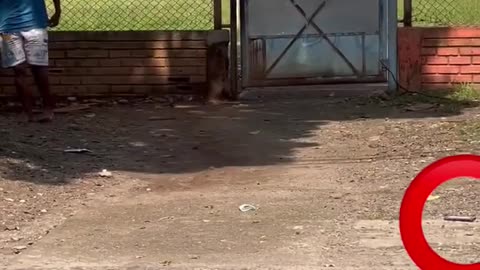 Video divertenti, ogni tanto ci vuole : Cellulare elettrico, 100 v :)