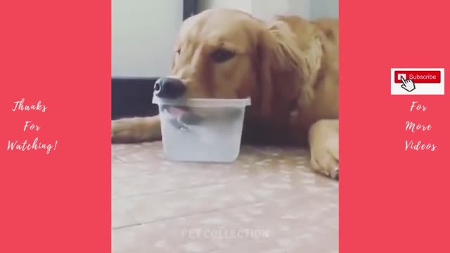 Cute And Funny Pet Videos Compilation #1 ♥ Funny Dog Videos #1