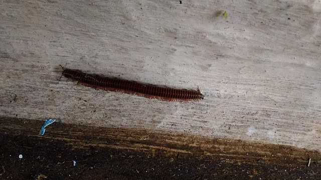 Big Centipede Is Going