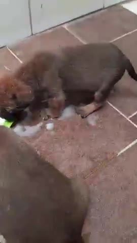 Meus pequenos fofinhos