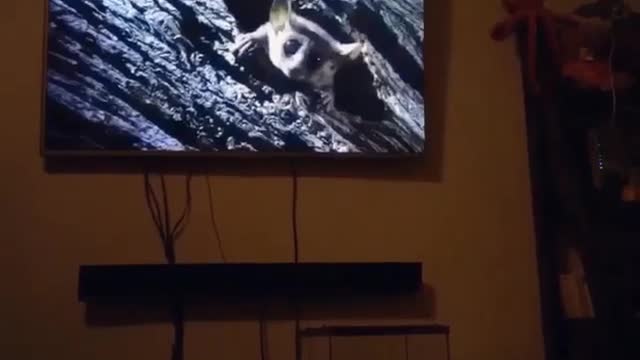 Pitbull barks when owner names any type of animal on tv