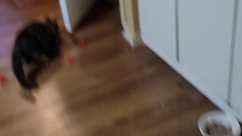 Crazy ass cat