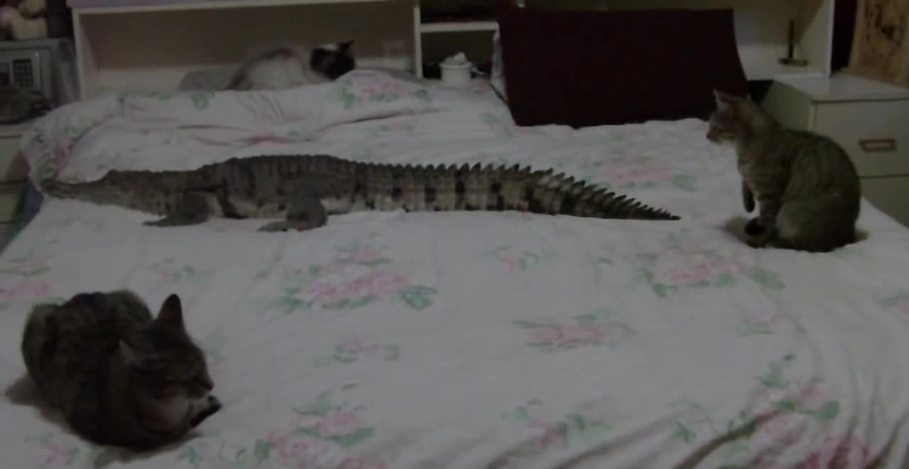 A close encounter of cats with ... a crocodile