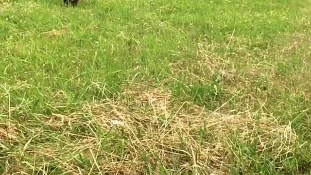 Cute dog retrieves frisbee