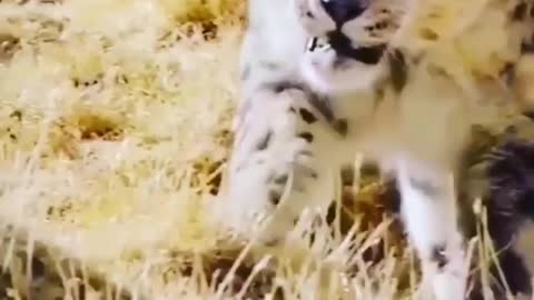 snow leopard in nature