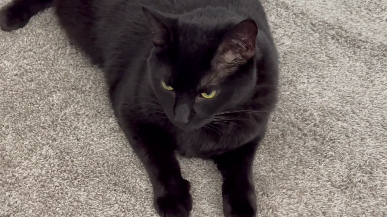 Adopting a Cat from a Shelter Vlog - Cute Precious Piper Supervises the Office