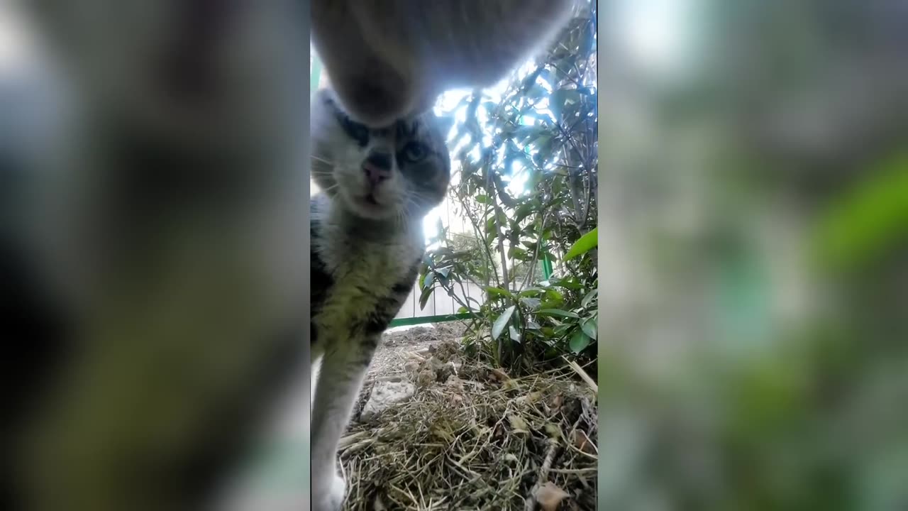 Cat with GoPro fights and asserts dominance | Compilation Douyin