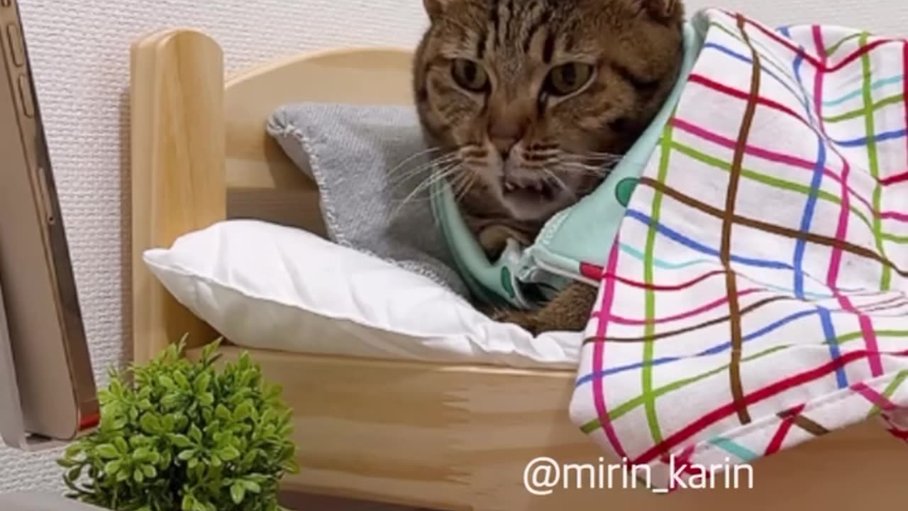 Funny cat being boss