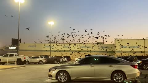 Grackles Swarm Over Texas