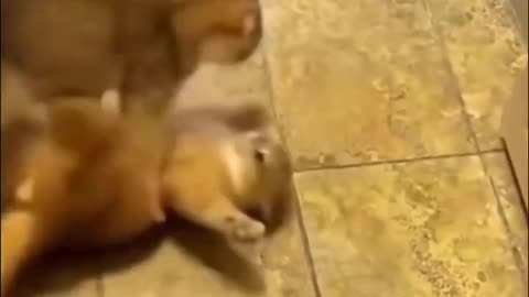 Cat shows off his boxing skills.