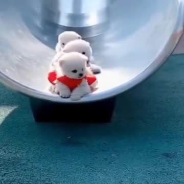 Cute puppies slide down a slippery slide | Small puppies having fun sliding down together | #shorts