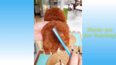Funny And Cute Cat'S Life (Part ) Cats And Owners Are The Best Friends Videos