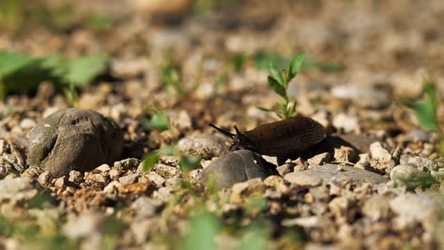 little snail