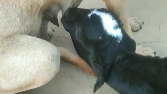 milk feeding