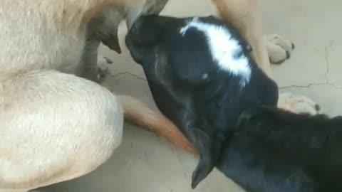 milk feeding