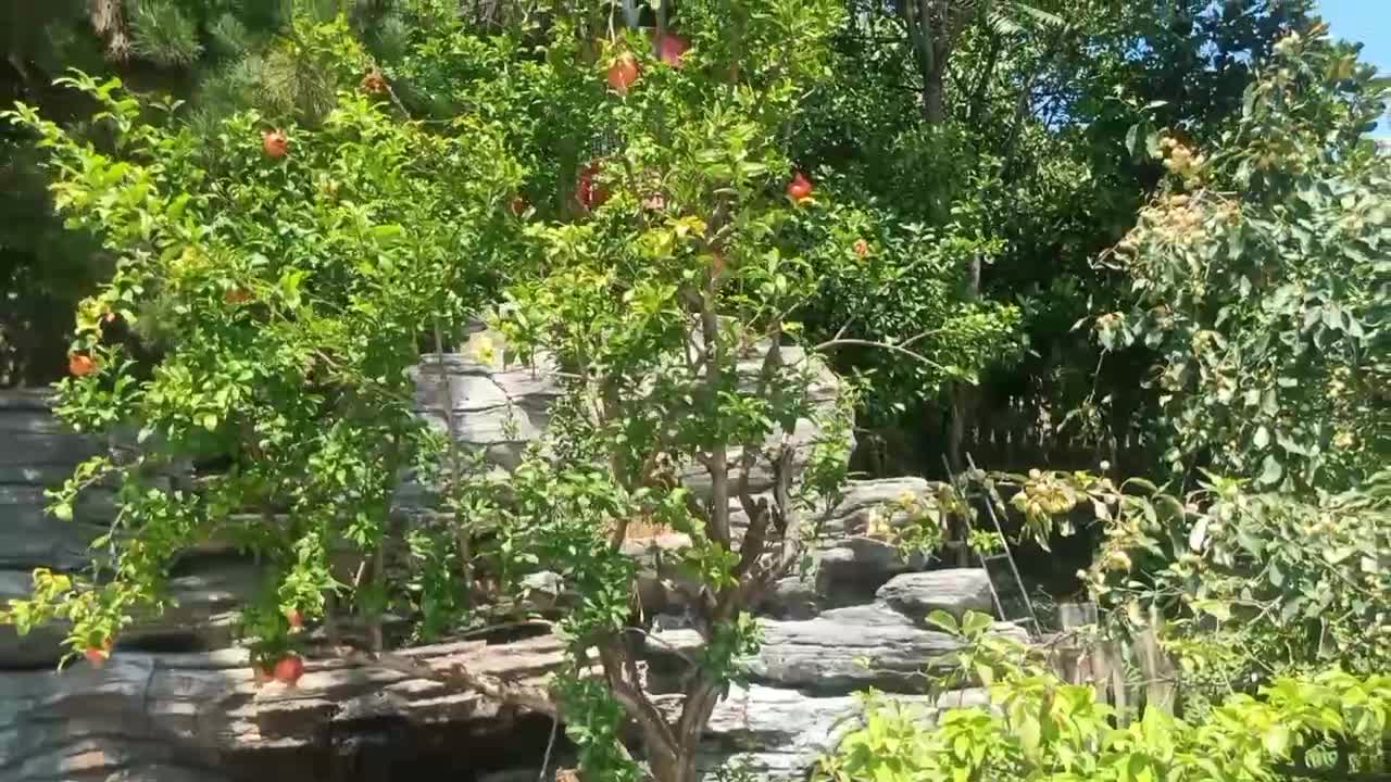 Pomegranate tree overgrown with fruit