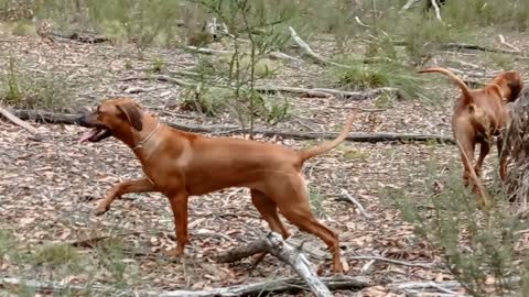 Ridgeback Pup Learning Her Way Around The Bush