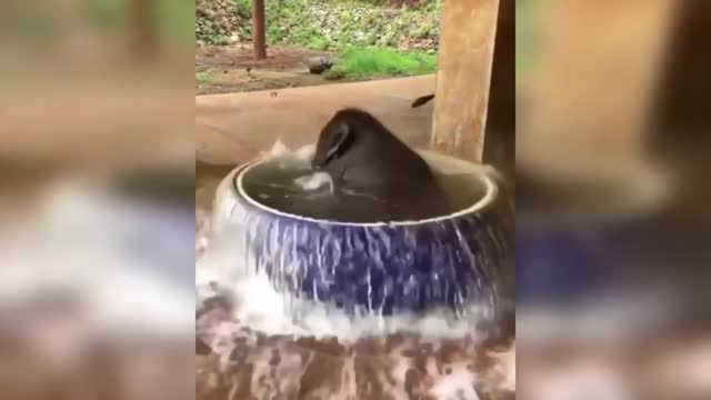 FUNNY ANIMALS