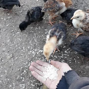 Chickens eat from my hand