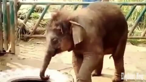 An Elephant Small lifts car Tire