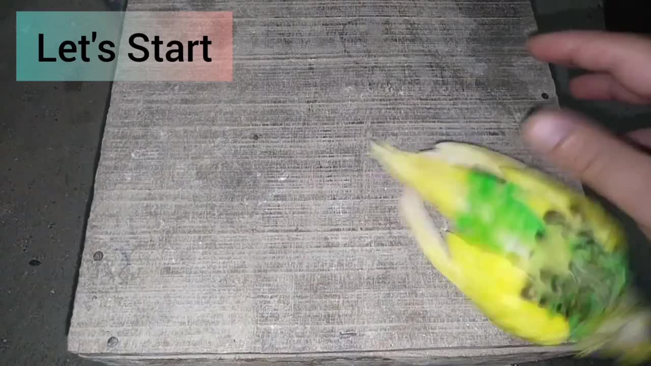 Egg binding issue in budgies Parrot - How to treatmentp1