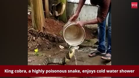 Watch: King cobra enjoys cold water shower