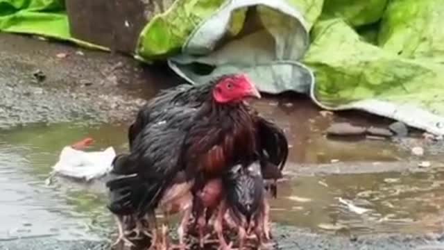 Heartwarming moments Mother birds protecting their young,mother nature