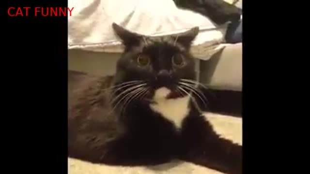 Top 10 cat funny videos