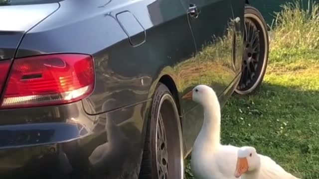 When the owner's tires get hurt... Big goose the pot