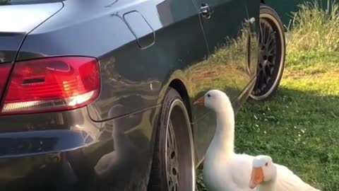 When the owner's tires get hurt... Big goose the pot