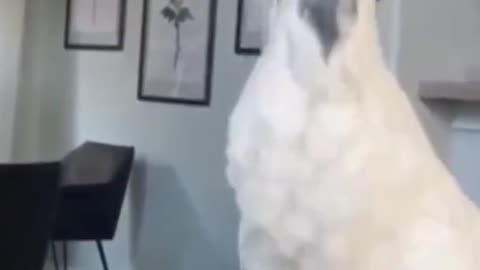 COCKATOO DANCING