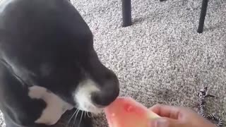 Eating Watermelon Like Dog Lady