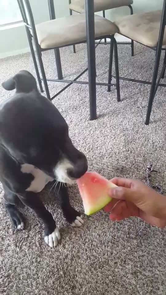 Eating Watermelon Like Dog Lady